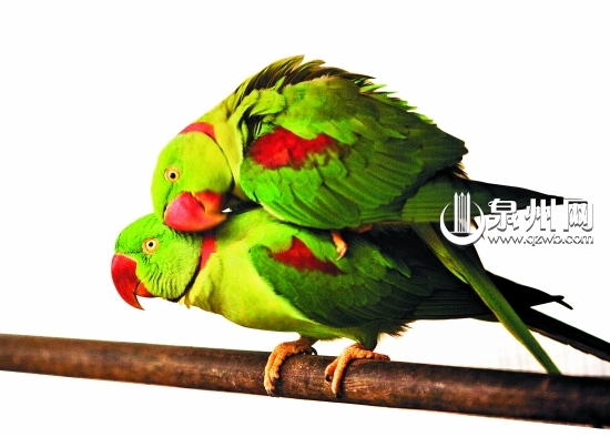 動物園大幅度降溫動物們偎依取暖.